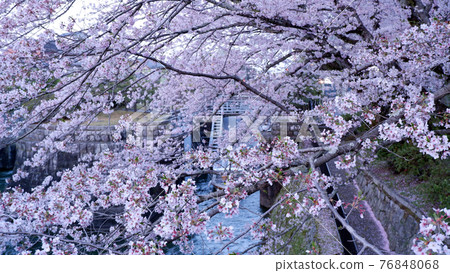 At dusk Lake Biwa Canal Sakura 76848068