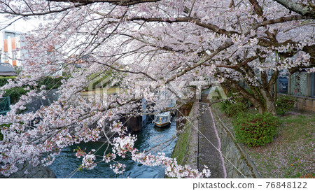 黃昏時分琵琶湖運河櫻花琵琶湖疏水船 黃昏時分琵琶湖運河櫻花琵琶湖疏水船 76848122