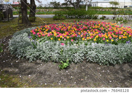 Spring flowers and tulips that decorate the flowerbed Spring flowers and tulips that decorate the flowerbed 76848128