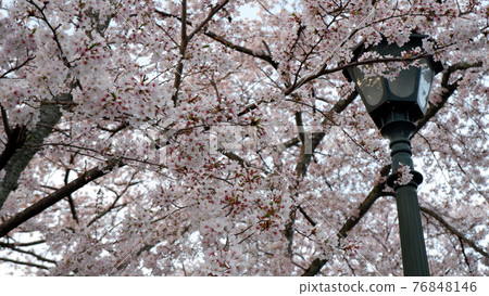 At dusk Lake Biwa Canal Sakura 76848146