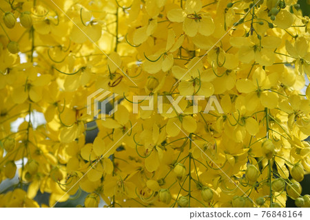 Ratchaphruek or Multiply flowers, Cassia fistula L. or golden shower are blooming on the tree. Tropical yellow flowers that bloom in summer. Symbol of Songkran Festival. 76848164