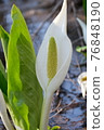 The skunk cabbage that announces the arrival of spring 76848190
