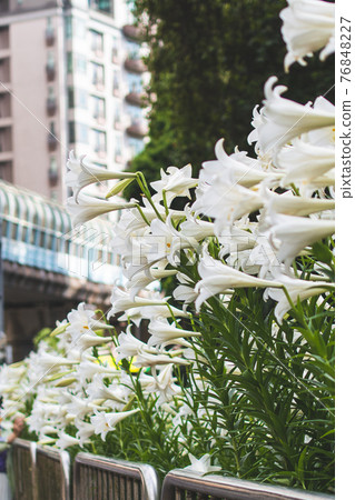 春天的野百合 麝香百合 春天的野百合 麝香百合 76848227