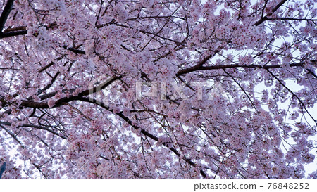 At dusk Lake Biwa Canal Sakura 76848252