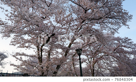 At dusk Lake Biwa Canal Sakura At dusk Lake Biwa Canal Sakura 76848304