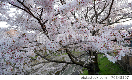 黃昏時分琵琶湖運河櫻花 黃昏時分琵琶湖運河櫻花 76848307