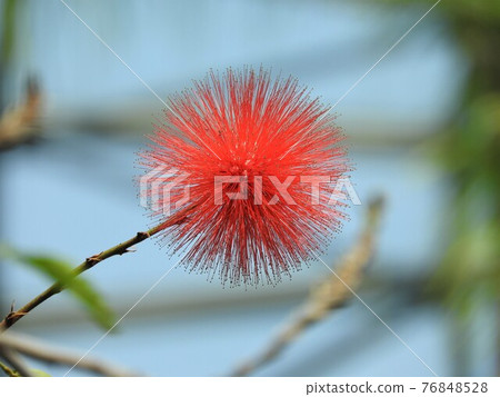 Calliandra haematochea (Calliandra haematochea) Calliandra haematochea (Calliandra haematochea) 76848528