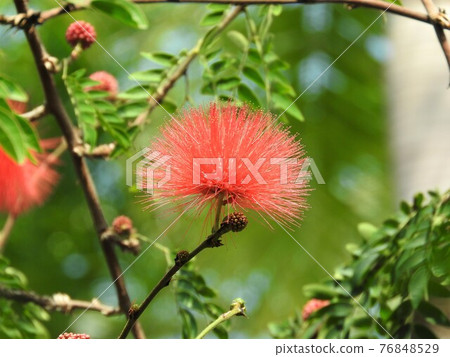 Calliandra haematochea (Calliandra haematochea) Calliandra haematochea (Calliandra haematochea) 76848529