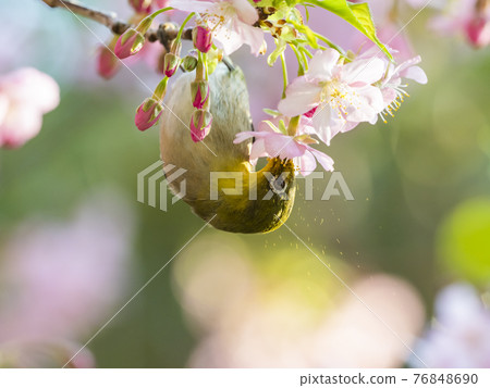 從河津櫻花樹吮吸蜂蜜的藥 76848690