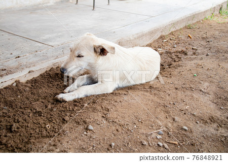 一隻夏天的狗挖洞降溫 一隻夏天的狗挖洞降溫 76848921