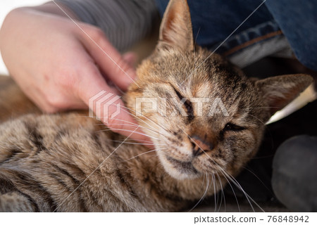 I like cats 76848942