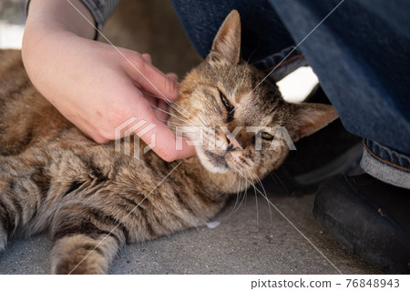 I like cats 76848943