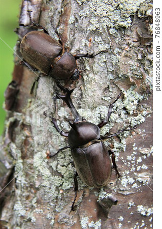 Beetle Beetle 76848963