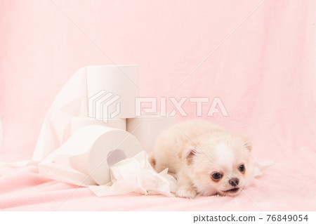 Puppies playing pranks on toilet paper (Chihuahua) Puppies playing pranks on toilet paper (Chihuahua) 76849054
