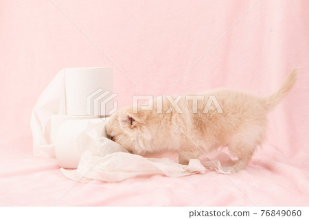 Puppies playing pranks on toilet paper (Chihuahua) 76849060