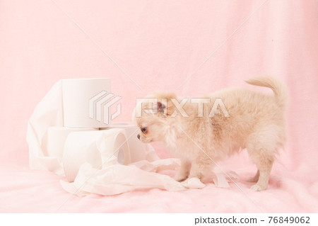 Puppies playing pranks on toilet paper (Chihuahua) Puppies playing pranks on toilet paper (Chihuahua) 76849062