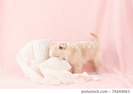 Puppies playing pranks on toilet paper (Chihuahua) Puppies playing pranks on toilet paper (Chihuahua) 76849063