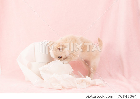 Puppies playing pranks on toilet paper (Chihuahua) Puppies playing pranks on toilet paper (Chihuahua) 76849064