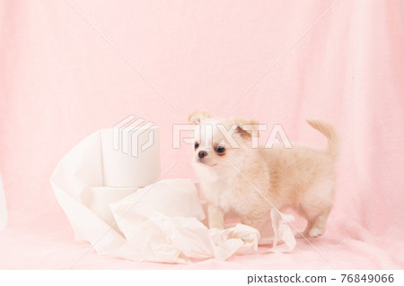 Puppies playing pranks on toilet paper (Chihuahua) Puppies playing pranks on toilet paper (Chihuahua) 76849066