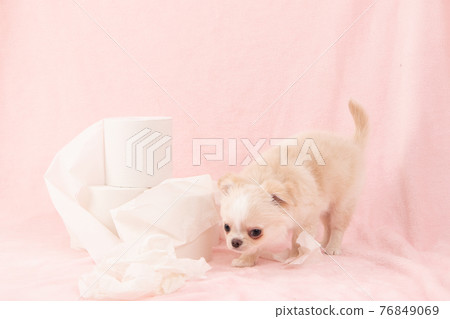 Puppies playing pranks on toilet paper (Chihuahua) Puppies playing pranks on toilet paper (Chihuahua) 76849069