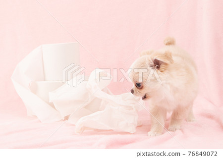 Puppies playing pranks on toilet paper (Chihuahua) Puppies playing pranks on toilet paper (Chihuahua) 76849072