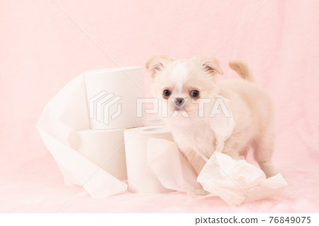 Puppies playing pranks on toilet paper (Chihuahua) Puppies playing pranks on toilet paper (Chihuahua) 76849075