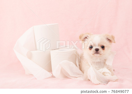 小狗在衛生紙上惡作劇(奇瓦瓦州) 小狗在衛生紙上惡作劇(奇瓦瓦州) 76849077