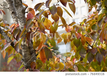 秋天的落葉在櫻花樹上 76849316