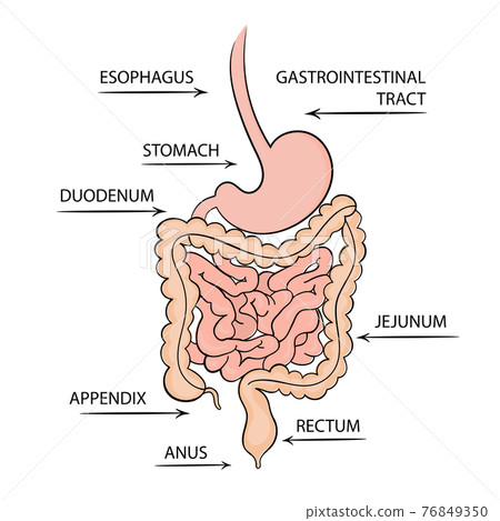 GASTROINTESTINAL TRACT Medicine Education Diagram Vector Scheme Human Hand Draw Vector Illustration Set 76849350