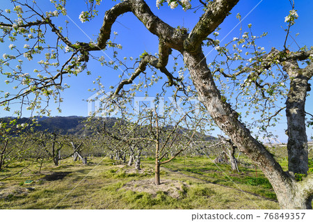 Apple fields in full bloom 76849357