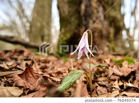 愛媛縣四國中央市豐山的四國紅花 76849374