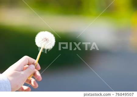 蒲公英絨毛 蒲公英絨毛 76849507