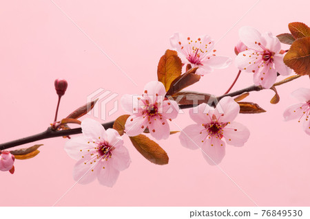 Pink Flowering Blossoms on the Branches Cherry Tree Pink Flowering Blossoms on the Branches Cherry Tree 76849530