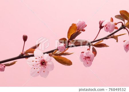 Pink Flowering Blossoms on the Branches Cherry Tree Pink Flowering Blossoms on the Branches Cherry Tree 76849532