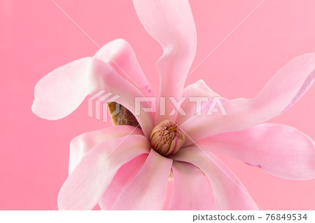 Beautiful Pink Flowering Magnolia Blossom Beautiful Pink Flowering Magnolia Blossom 76849534