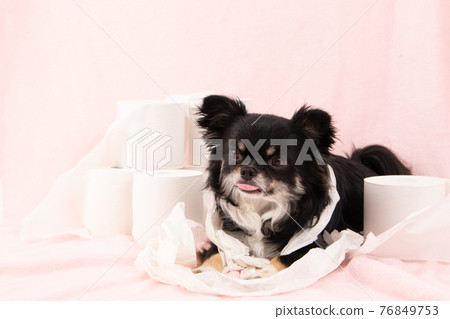 Black dog (Chihuahua) playing pranks on toilet paper Black dog (Chihuahua) playing pranks on toilet paper 76849753
