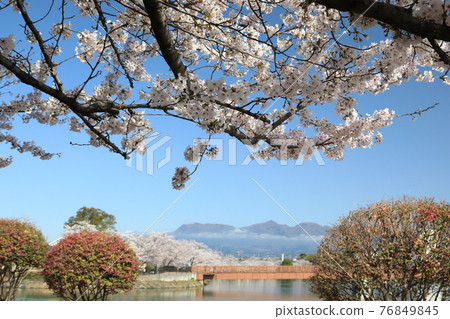 Sakura Hashienuma Environmental Fureai Park Sakura Hashienuma Environmental Fureai Park 76849845
