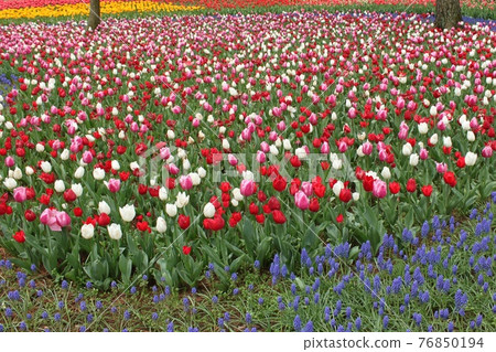 The tulip garden 76850194