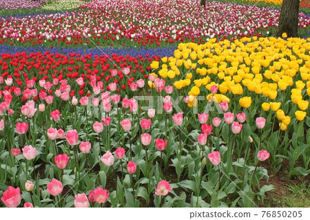 The tulip garden 76850205