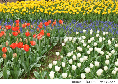 Tulip's flower bed 76850227