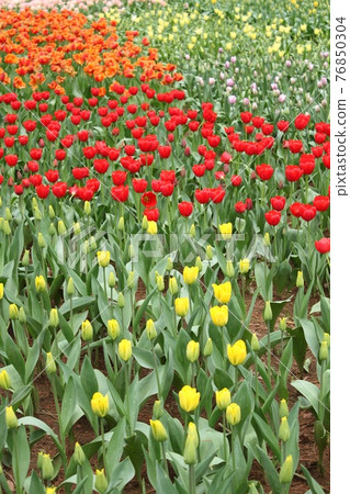 Tulip's flower bed 76850304