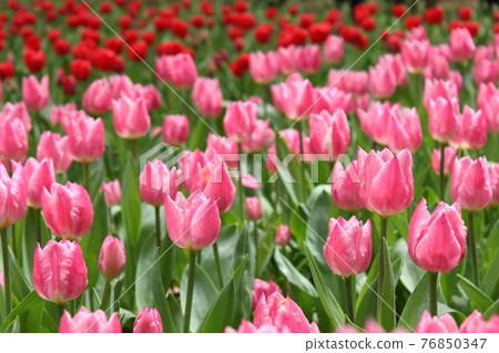 Tulip's flower bed 76850347