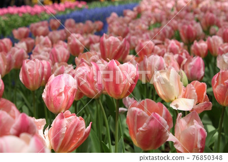 Tulip's flower bed 76850348