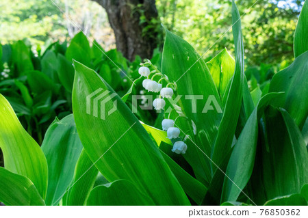 Lily of the valley field in Iwamotoyama Park 76850362