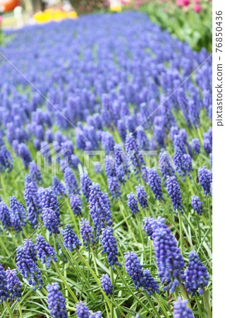 穆斯卡里花園 穆斯卡里花園 76850436