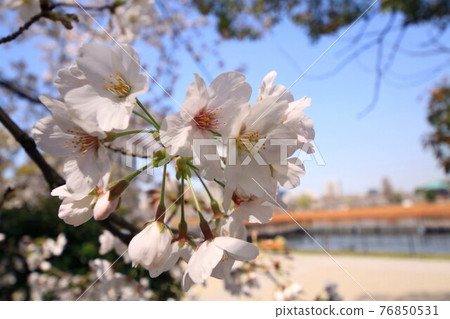 Ueno after the second state of emergency was lifted 76850531