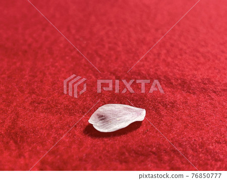 Cherry blossom petals against the background of the red rug of cherry blossom viewing (the scarlet felt of the tea ceremony) Cherry blossom petals against the background of the red rug of cherry blossom viewing (the scarlet felt of the tea ceremony) 76850777