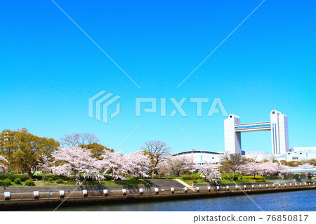名古屋春天,盛開的櫻花和世紀大會堂的風景 名古屋春天,盛開的櫻花和世紀大會堂的風景 76850817