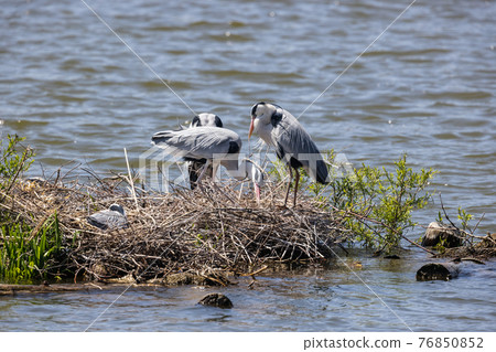 Gray Heron / Heron Colony 76850852