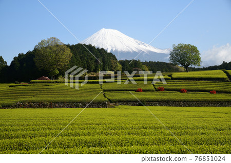 日本的原始風景,茶園<Obuchi Sasaba> 日本的原始風景,茶園<Obuchi Sasaba> 76851024